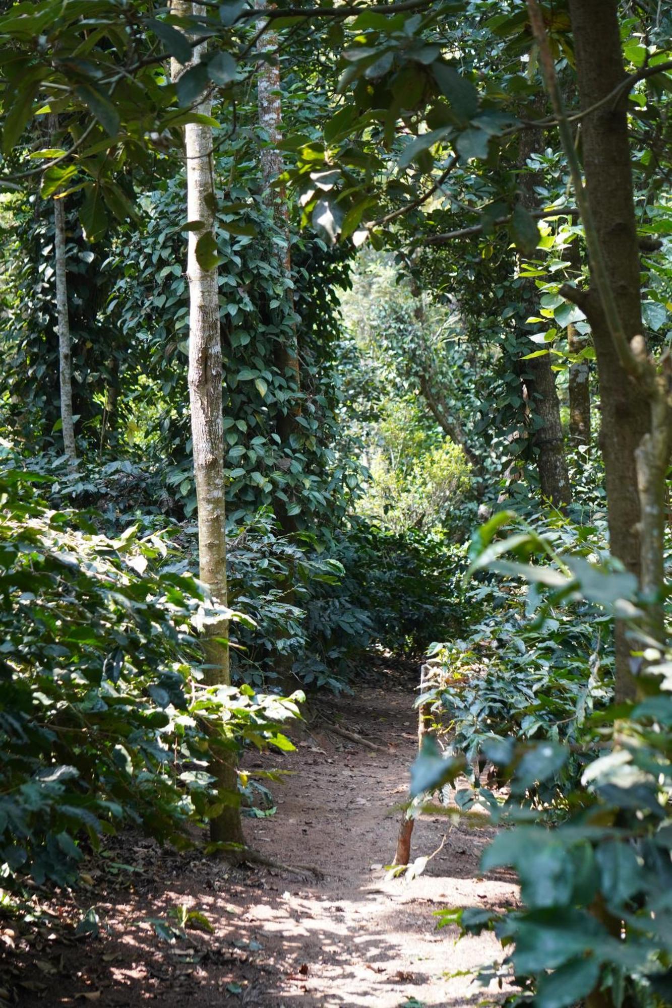 Jp Homestay Somwarpet Coorg Hangal Exterior photo